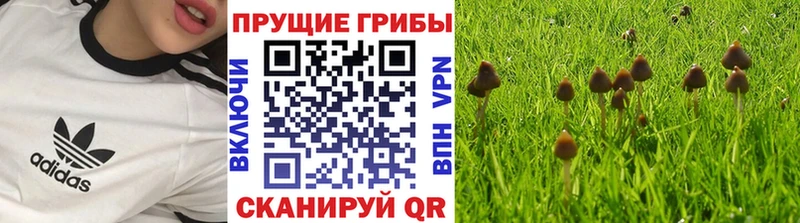 Купить  Сретенск  Псилоцибиновые грибы Psilocybe 